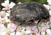 Netocia morio